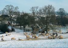 Snow scene with sheep